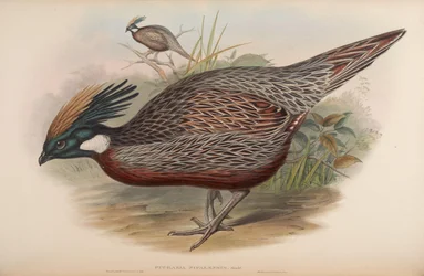 Pucrasia nipalensis
